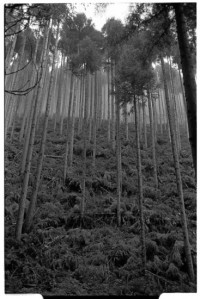 Okutama Forest  (Leica M2 + Summicron 35mm ASPH)