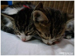 These two kittens at Sim's loves to cozy up to the guests