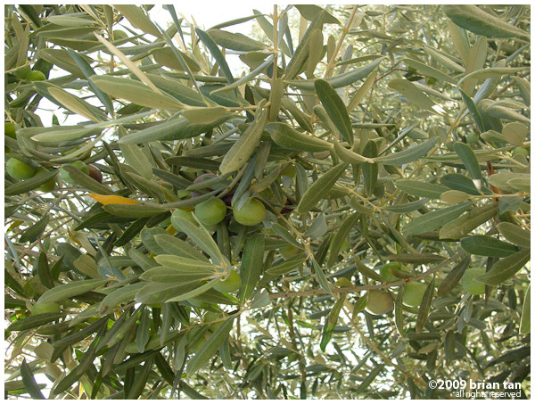 Olives in Iznik